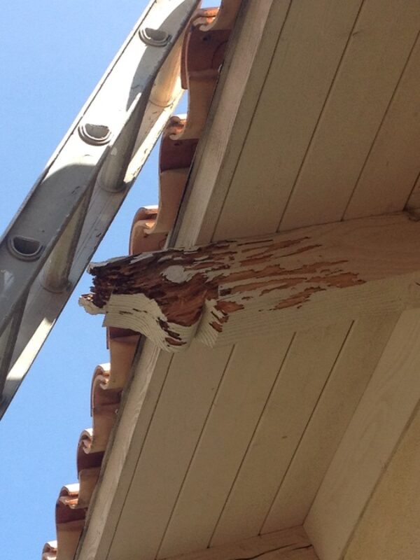  Repairing Dry Rot in Poway: Putting an End to Fiber-Eating Fungus